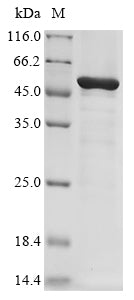 Greater than 85% as determined by SDS-PAGE.