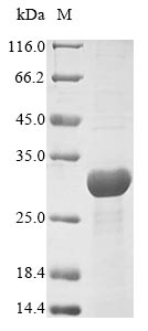 Greater than 85% as determined by SDS-PAGE.