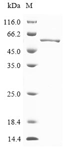 Greater than 85% as determined by SDS-PAGE.