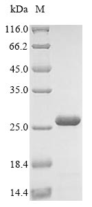 Greater than 85% as determined by SDS-PAGE.