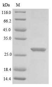 Greater than 85% as determined by SDS-PAGE.