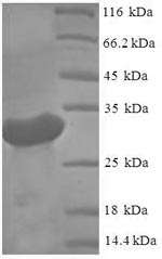 Greater than 90% as determined by SDS-PAGE.