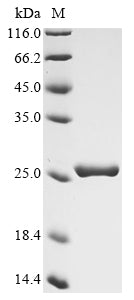 Greater than 90% as determined by SDS-PAGE.