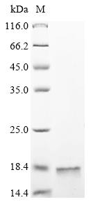 Greater than 90% as determined by SDS-PAGE.