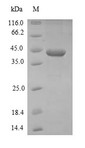 Greater than 90% as determined by SDS-PAGE.