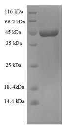 Greater than 90% as determined by SDS-PAGE.