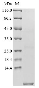 Greater than 90% as determined by SDS-PAGE.