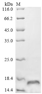 Greater than 85% as determined by SDS-PAGE.