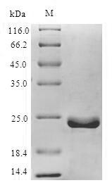 Greater than 90% as determined by SDS-PAGE.