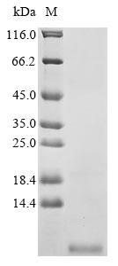 Greater than 90% as determined by SDS-PAGE.