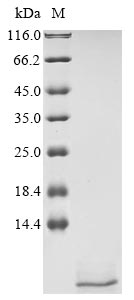 Greater than 90% as determined by SDS-PAGE.