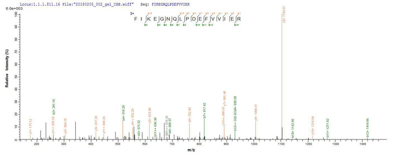 Based on the SEQUEST from database of E.coli host and target protein, the LC-MS/MS Analysis result of this product could indicate that this peptide derived from E.coli-expressed Streptococcus pneumoniae serotype 4 (strain ATCC BAA-334 / TIGR4) ply.