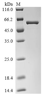 Greater than 90% as determined by SDS-PAGE.