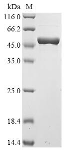 Greater than 90% as determined by SDS-PAGE.