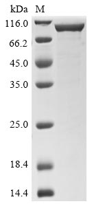 Greater than 85% as determined by SDS-PAGE.