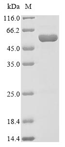 Greater than 85% as determined by SDS-PAGE.