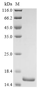 Greater than 90% as determined by SDS-PAGE.