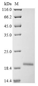 Greater than 90% as determined by SDS-PAGE.