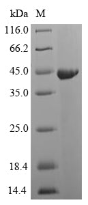 Greater than 90% as determined by SDS-PAGE.