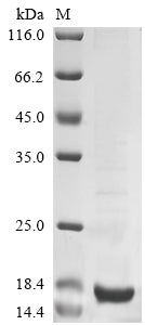 Greater than 85% as determined by SDS-PAGE.