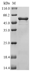 Greater than 85% as determined by SDS-PAGE.