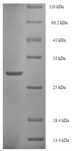 Greater than 90% as determined by SDS-PAGE.