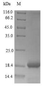 Greater than 90% as determined by SDS-PAGE.