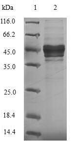 Greater than 90% as determined by SDS-PAGE.