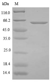 Greater than 85% as determined by SDS-PAGE.