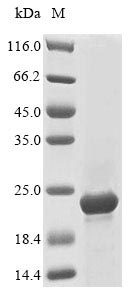 Greater than 85% as determined by SDS-PAGE.