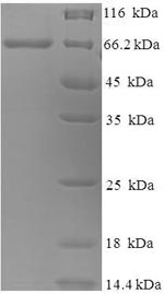 Greater than 90% as determined by SDS-PAGE.