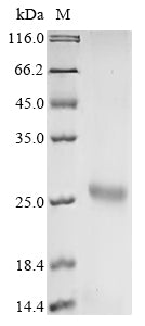 Greater than 90% as determined by SDS-PAGE.