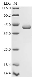 Greater than 90% as determined by SDS-PAGE.