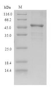 Greater than 90% as determined by SDS-PAGE.