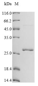 Greater than 90% as determined by SDS-PAGE.