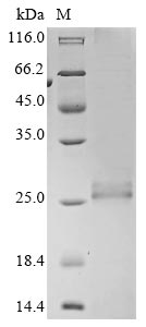 Greater than 85% as determined by SDS-PAGE.