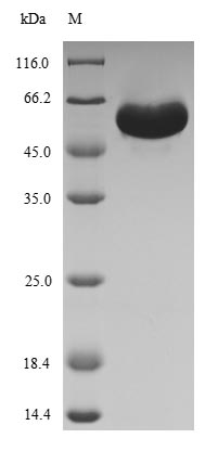 Greater than 90% as determined by SDS-PAGE.