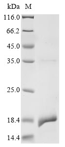 Greater than 90% as determined by SDS-PAGE.