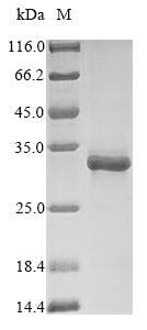 Greater than 90% as determined by SDS-PAGE.