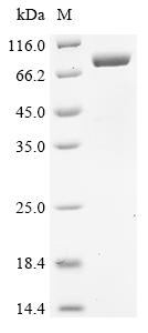 Greater than 85% as determined by SDS-PAGE.