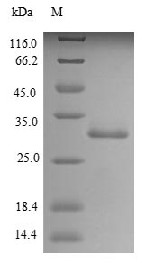 Greater than 85% as determined by SDS-PAGE.