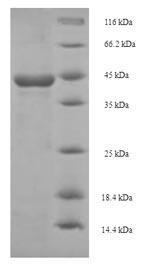 Greater than 90% as determined by SDS-PAGE.