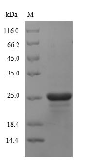 Greater than 90% as determined by SDS-PAGE.