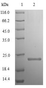 Greater than 90% as determined by SDS-PAGE.