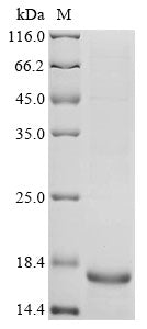 Greater than 85% as determined by SDS-PAGE.