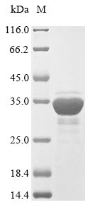 Greater than 85% as determined by SDS-PAGE.