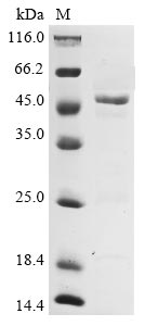 Greater than 85% as determined by SDS-PAGE.