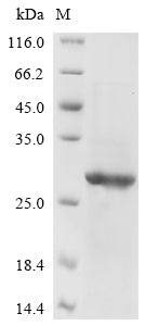 Greater than 85% as determined by SDS-PAGE.