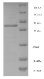 Greater than 90% as determined by SDS-PAGE.