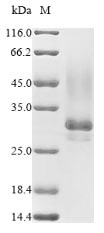 Greater than 85% as determined by SDS-PAGE.